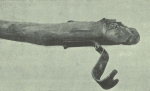 Gilson (1911, fig. 26) Gilson (1911, fig. 26)