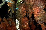 Roest