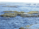 General view of the exposed reef. General view of the exposed reef.