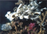 Anthozoa (sea anemones)