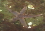 Asterias rubens and Mya arenaria shells in 15 m water depths. Asterias rubens and Mya arenaria shells in 15 m water depths.
