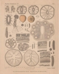 Van Beneden (1897, pl. 05) Van Beneden (1897, pl. 05)