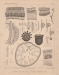 Van Beneden (1897, pl. 07) Van Beneden (1897, pl. 07)