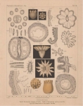 Van Beneden (1897, pl. 08) Van Beneden (1897, pl. 08)