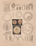 Van Beneden (1897, pl. 09) Van Beneden (1897, pl. 09)
