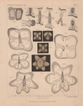 Van Beneden (1897, pl. 10) Van Beneden (1897, pl. 10)