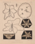 Van Beneden (1897, pl. 11) Van Beneden (1897, pl. 11)