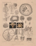 Van Beneden (1897, pl. 12) Van Beneden (1897, pl. 12)