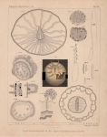 Van Beneden (1897, pl. 14) Van Beneden (1897, pl. 14)