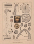 Van Beneden, E. (1897). Les Anthozoaires de la Plankton-Expedition = Die Anthozoen der Plankton-Expedition. Ergebnisse der in dem Atlantischen Ocean von Mitte Juli bis Anfang November 1889 ausgeführten Plankton-Expedition de Van Beneden, E. (1897). Les Anthozoaires de la Plankton-Expedition = Die Anthozoen der Plankton-Expedition. Ergebnisse der in dem Atlantischen Ocean von Mitte Juli bis Anfang November 1889 ausgeführten Plankton-Expedition de
