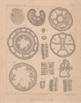 Van Beneden (1897, pl. 16) Van Beneden (1897, pl. 16)