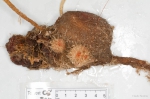 Boltenia echinata (pair)
