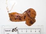 Botrylloides from trawl