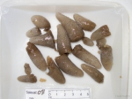 Aplidium - ascidian