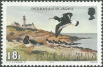 Haematopus ostralegus