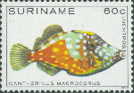 Cantherhines macrocerus