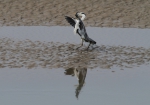 Marine birds