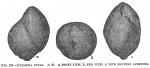 Bulimina ovata, author: Cedhagen, Tomas