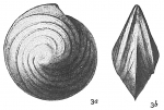 Cristellaria vortex