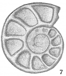 Operculina ammonoides, author: Cedhagen, Tomas