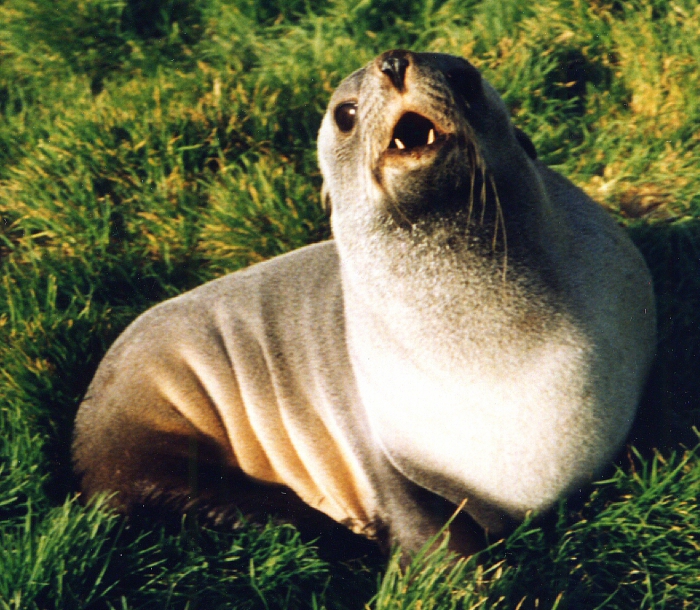 Sub-Antarctic fur seal