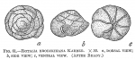 Rotalia broeckhiana, author: Cedhagen, Tomas