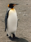 Aptenodytes patagonicus Crozet95-2