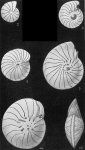Operculinella venosa