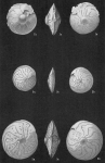 Amphistegina radiata
