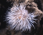Picture of Diadumene cincta Stephenson, 1925, author: Van Bogaert, B.