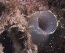 Picture of (?) Ciona intestinalis (Linnaeus), author: Van Bogaert, B. Picture of (?) Ciona intestinalis (Linnaeus), author: Van Bogaert, B.