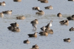 Spotted Redshank (Tringa erythropus), author: Lowry, Roy