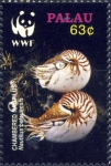 Nautilus belauensis