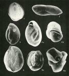 Plate 11