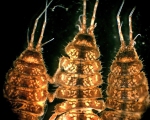 Isopoda