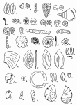 Forams -Plate 17- (Newfoundland), author: Cole, F.E.