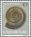 Coeloceras raquinianum