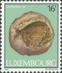 Dapedius sp.