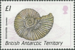 Gunnarites sp.