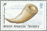 Monocyathus sp.