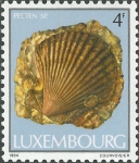 Pecten sp.