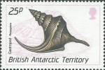 Perissoptera sp.