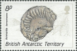 Sanmartinoceras sp.
