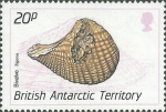 Trigonia sp.