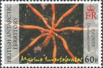 Decolopoda australis (sic)