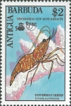 Lysmata wurdemanni