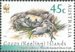Ocypode cordimanus