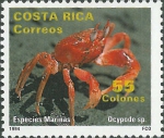 Ocypode sp.