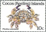 Pilodius areolatus