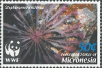 Stephanometra tenuipinna